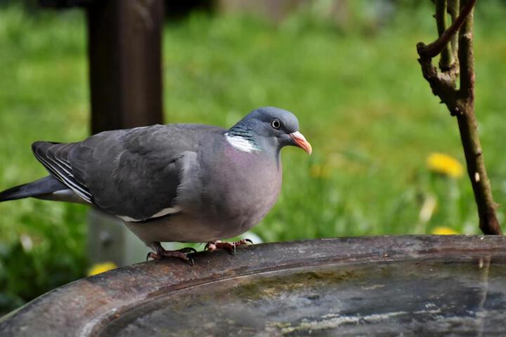 General 53 of 100