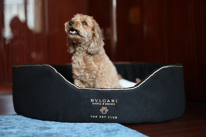 Pet Friendly 80 of 108