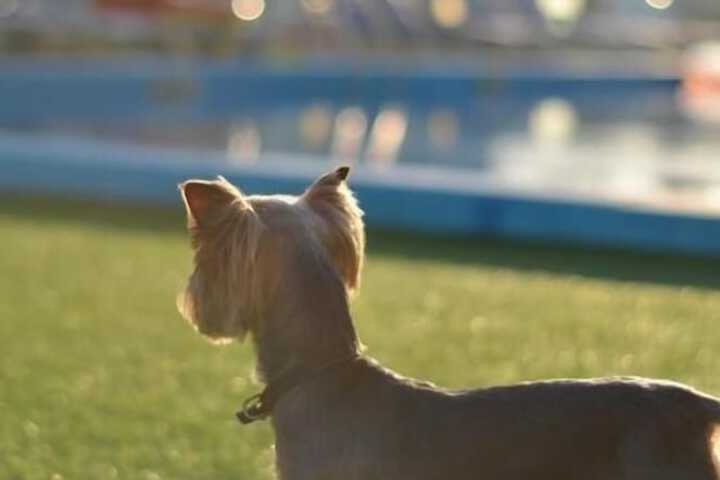 Pet Friendly 78 of 109