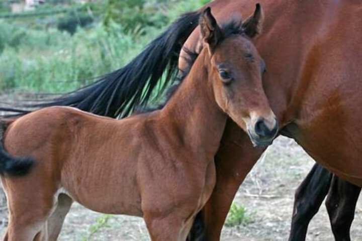 Horseback riding