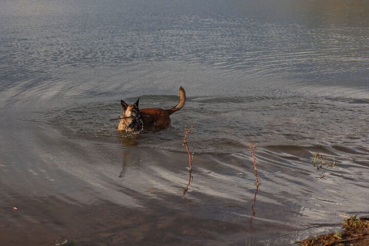 Pet Friendly 114 of 198