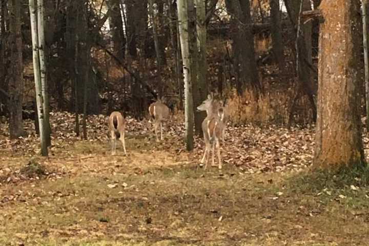 Property Grounds 44 of 60