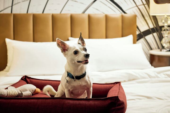 Pet Friendly 41 of 66
