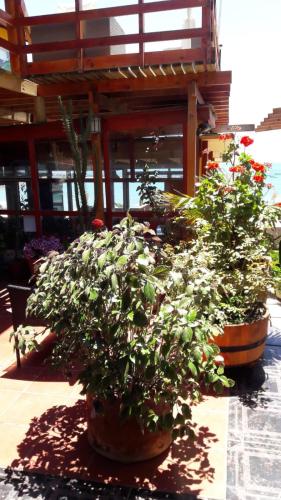 Photo of Departamentos Marysol
